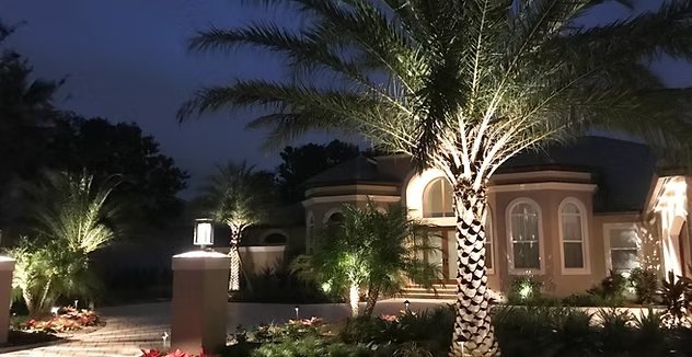 Landscape lighting on palm trees at night